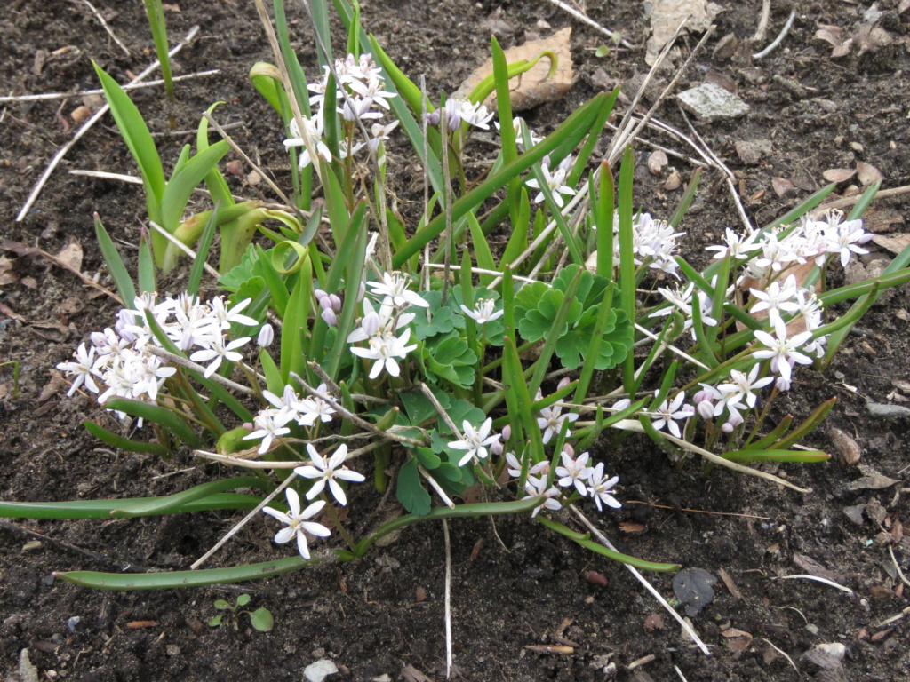 Chaque jour est un cadeau dans le jardin de grigri (saison 2019) - Page 5 Img_2814