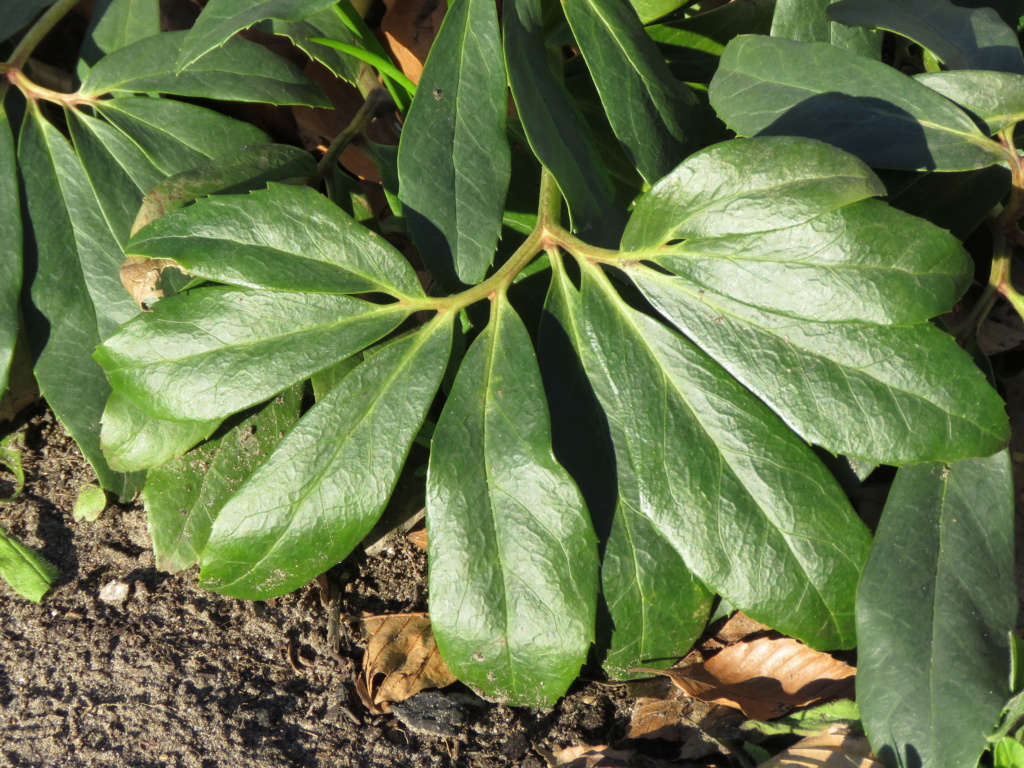 Chaque jour est un cadeau dans le jardin de grigri (saison 2019) - Page 6 Img_2820