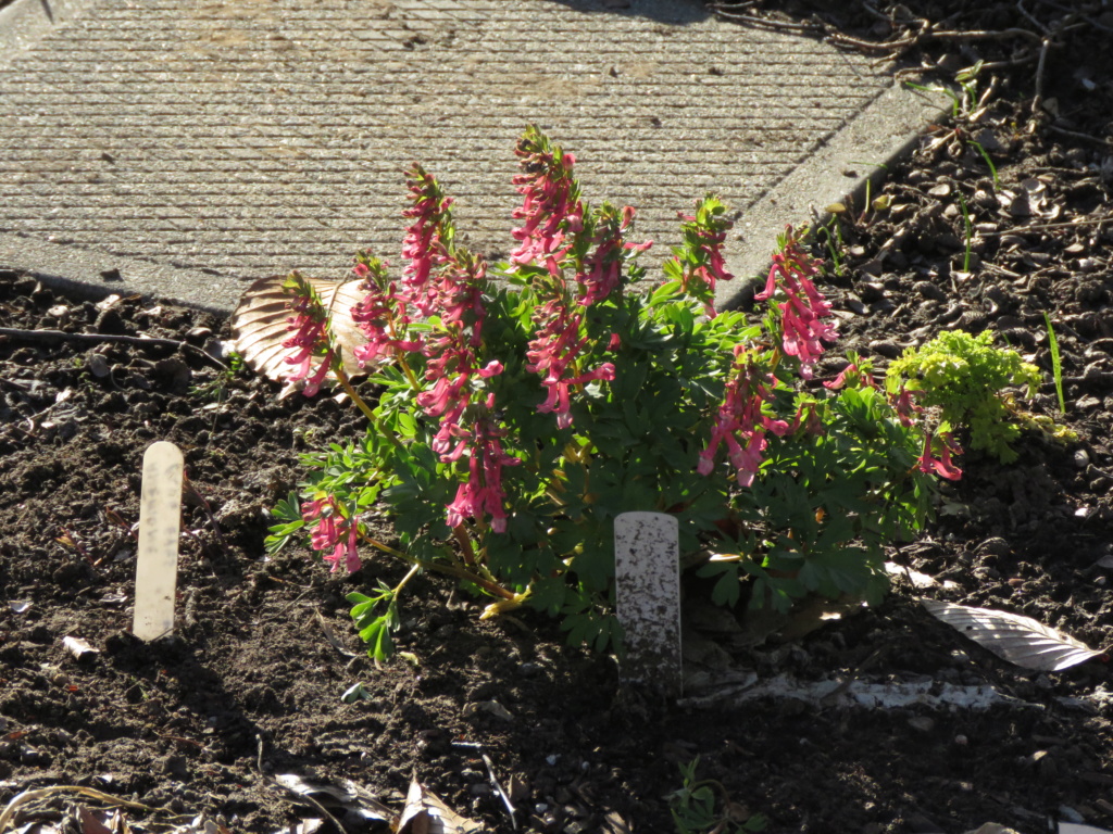 Chaque jour est un cadeau dans le jardin de grigri (saison 2019) - Page 6 Img_2829