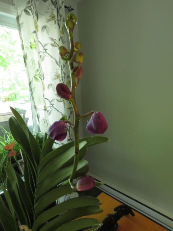 Les orchidées de Grigri - Page 22 Img_3633