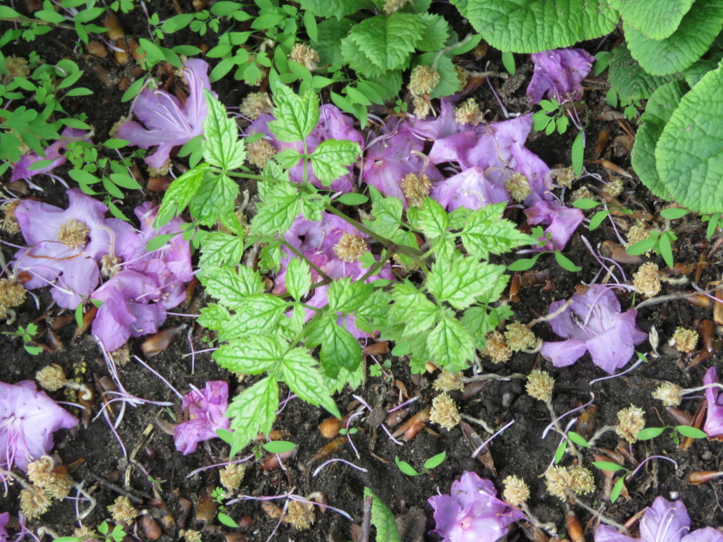 plante qui pousse dans ma pb de primulas Img_3733