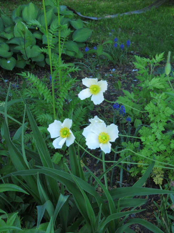 Chaque jour est un cadeau dans le jardin de grigri (saison 2019) - Page 20 Img_4044