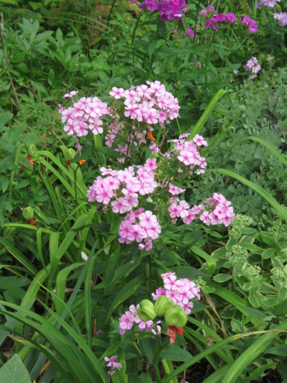 La saison des phlox bat son plein... normal au mois d'août chez Grigri Img_4175