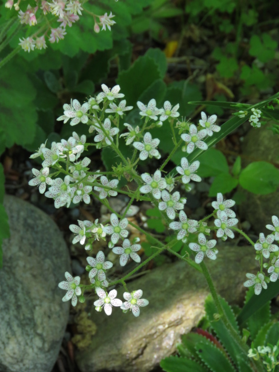 Chaque jour est un cadeau dans le jardin de grigri (saison 2019) - Page 22 Img_4241