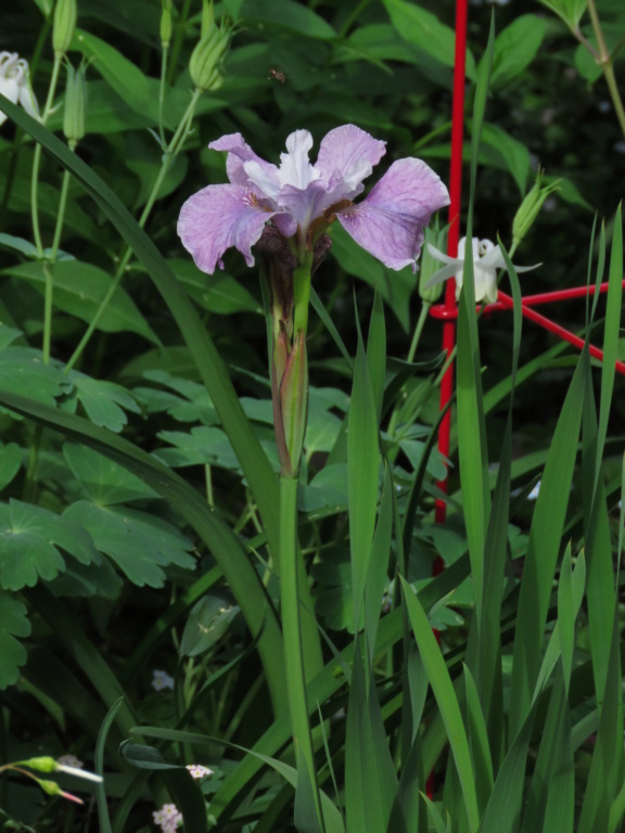 Chaque jour est un cadeau dans le jardin de grigri (saison 2019) - Page 24 Img_4344