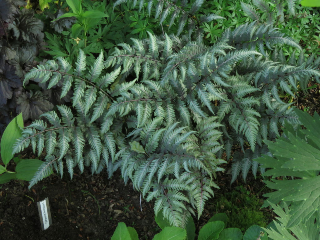 Chaque jour est un cadeau dans le jardin de grigri (saison 2019) - Page 26 Img_4641