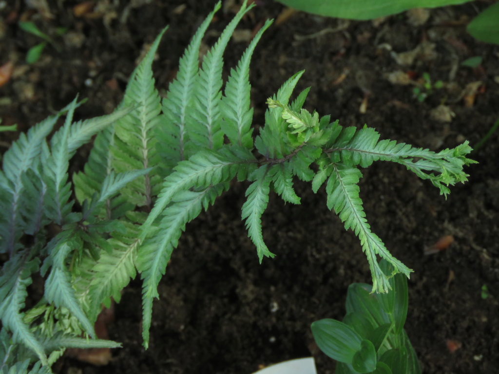 Chaque jour est un cadeau dans le jardin de grigri (saison 2019) - Page 26 Img_4645