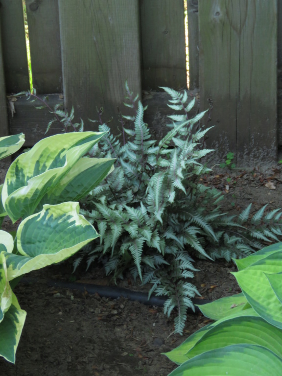 Chaque jour est un cadeau dans le jardin de grigri (saison 2019) - Page 26 Img_4646