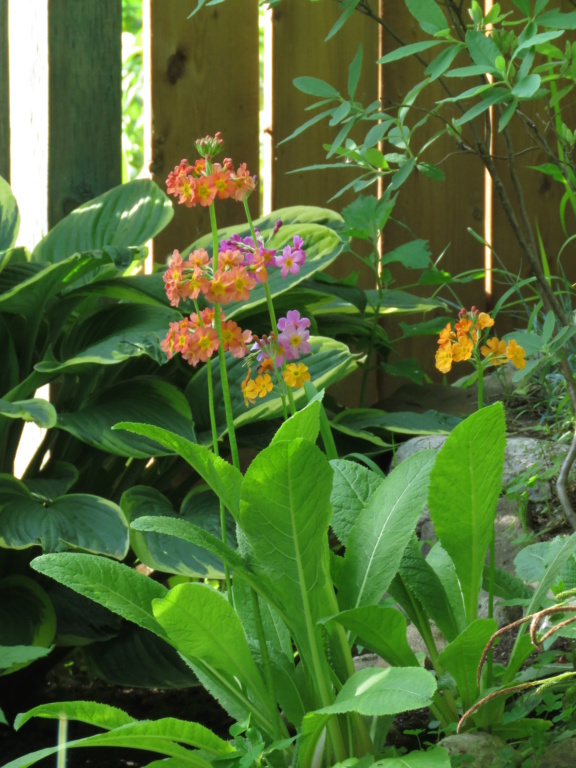 Chaque jour est un cadeau dans le jardin de grigri (saison 2019) - Page 26 Img_4648