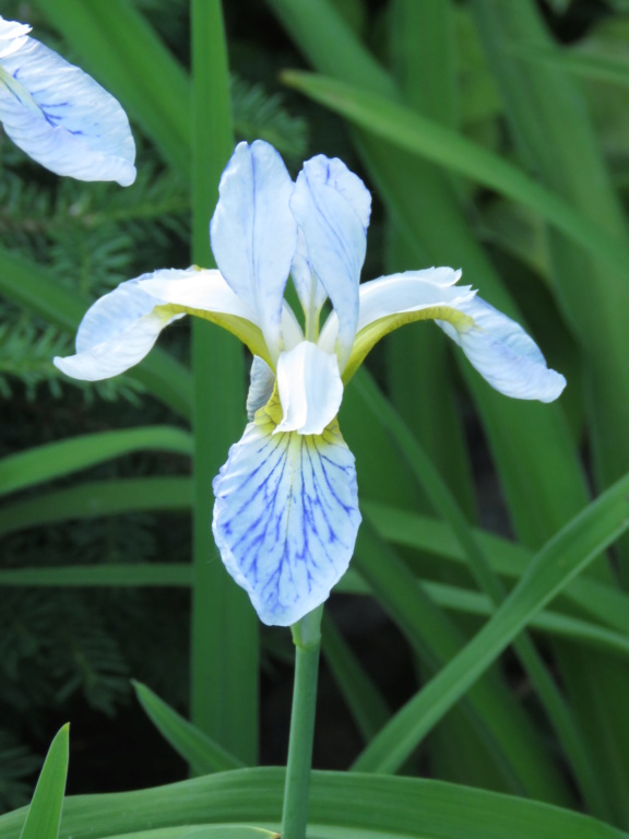 Chaque jour est un cadeau dans le jardin de grigri (saison 2019) - Page 26 Img_4655