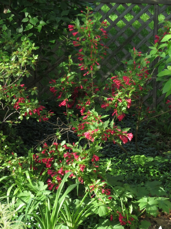 Chaque jour est un cadeau dans le jardin de grigri (saison 2019) - Page 26 Img_4713
