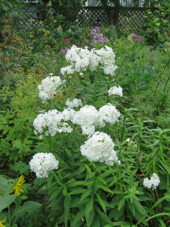 La saison des phlox bat son plein... normal au mois d'août chez Grigri Img_5106