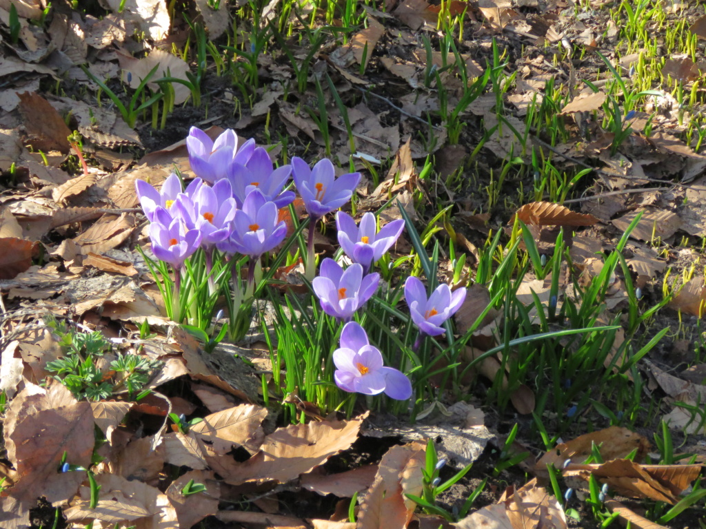 Début officiel de la saison du jardinage chez Grigri Img_5401