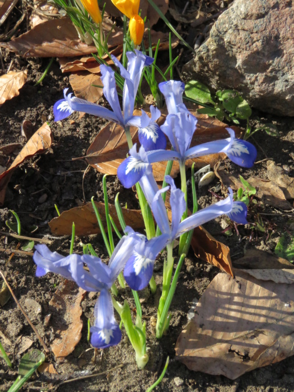 Début officiel de la saison du jardinage chez Grigri Img_5466