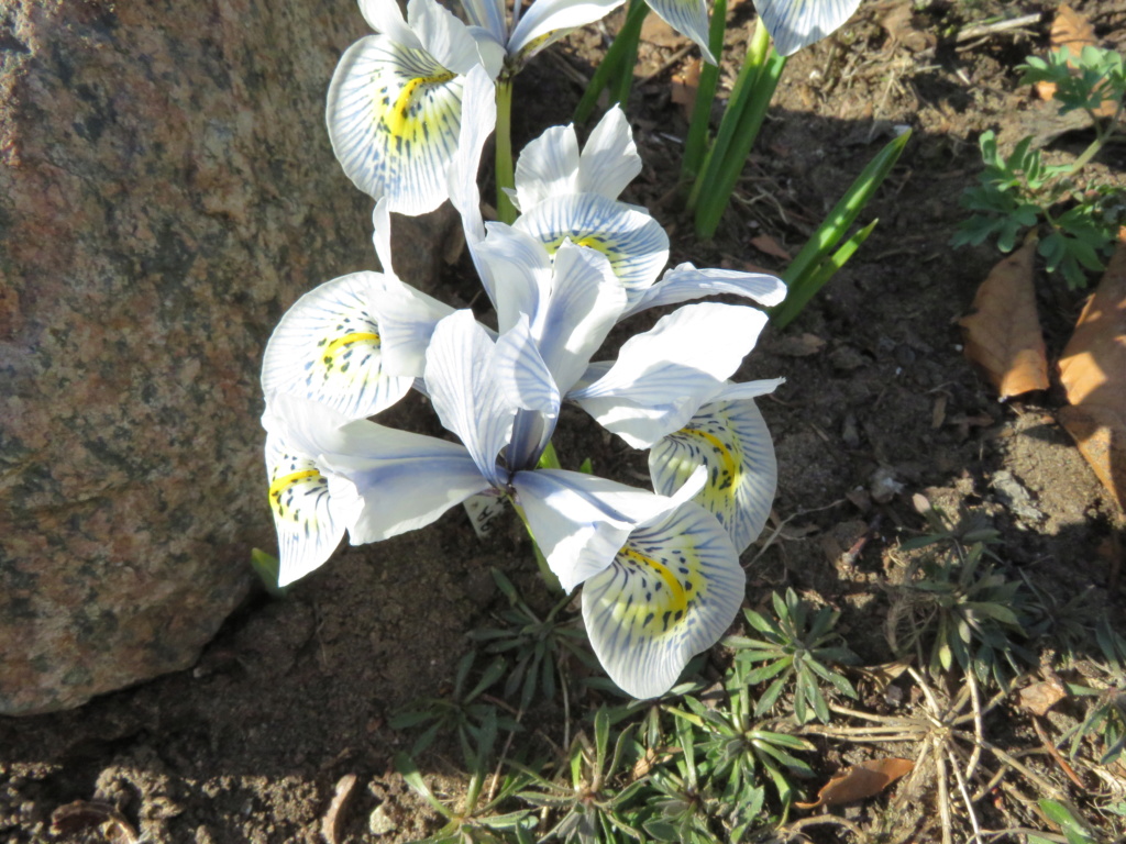 Début officiel de la saison du jardinage chez Grigri Img_5468