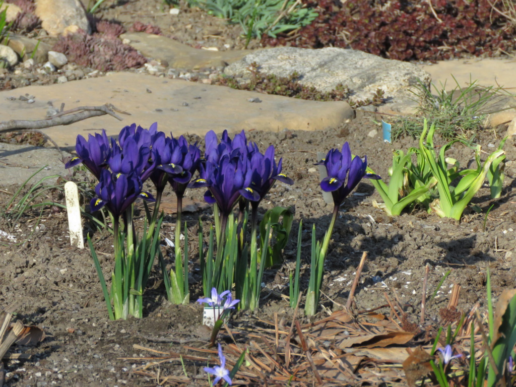 Début officiel de la saison du jardinage chez Grigri Img_5471