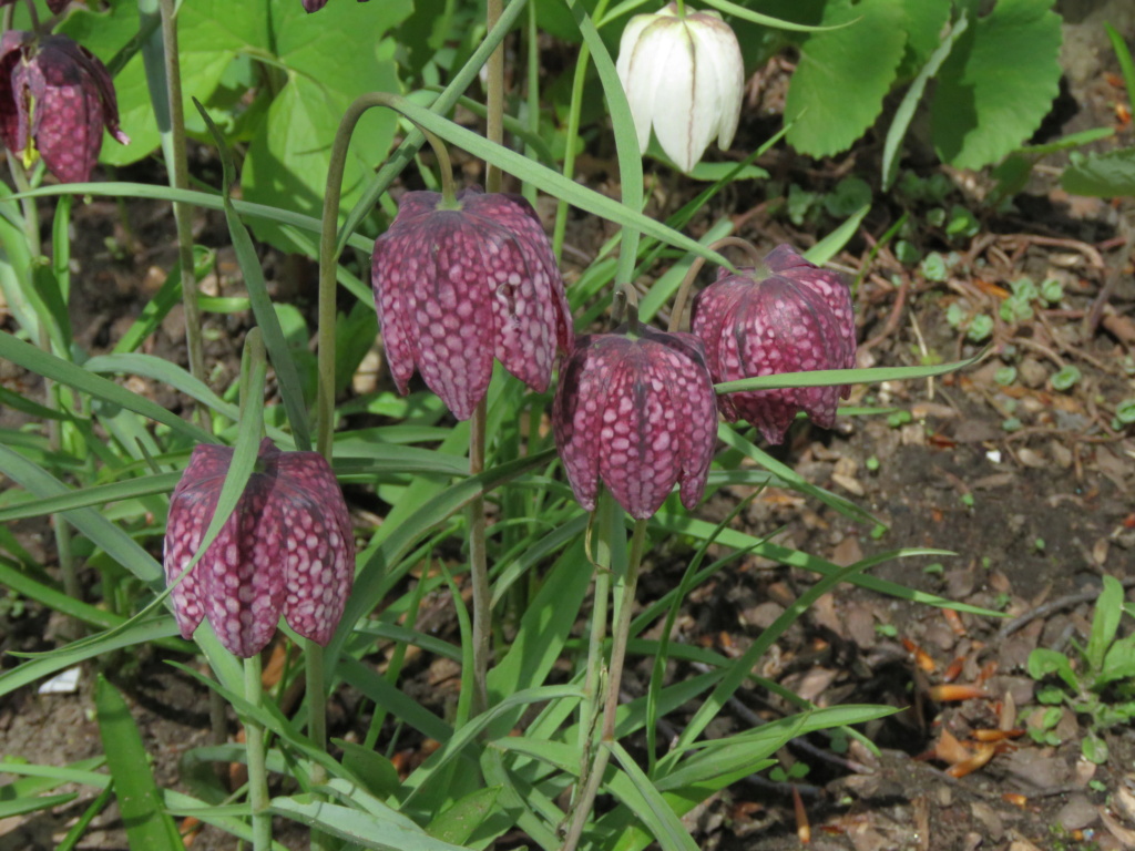 Semis de Fritillaria Img_5686