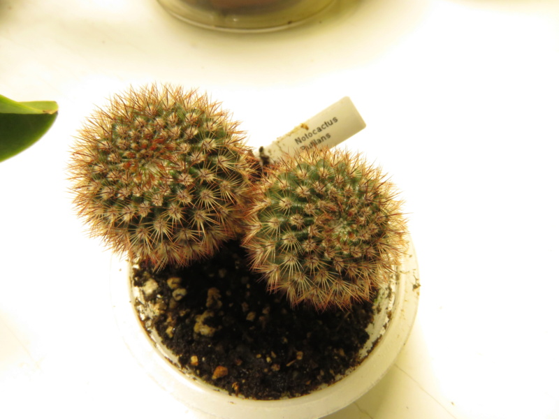 Semis de Notocactus (cactus) Img_5730