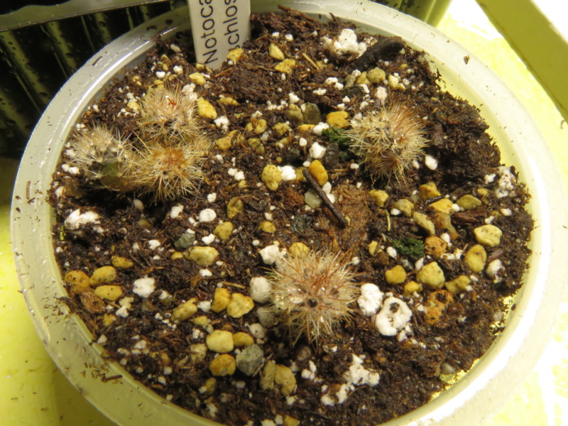 Semis de Notocactus (cactus) Img_5734