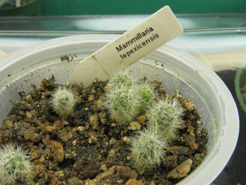 Semis de Mammillaria (cactus) Img_5742