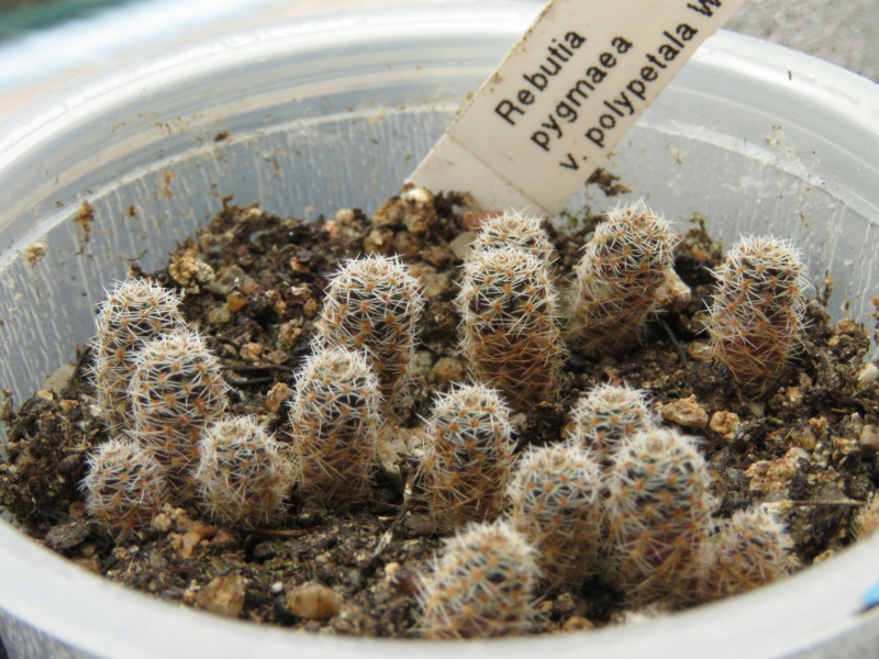 Semis de Rebutia (cactus) - Page 3 Img_5754