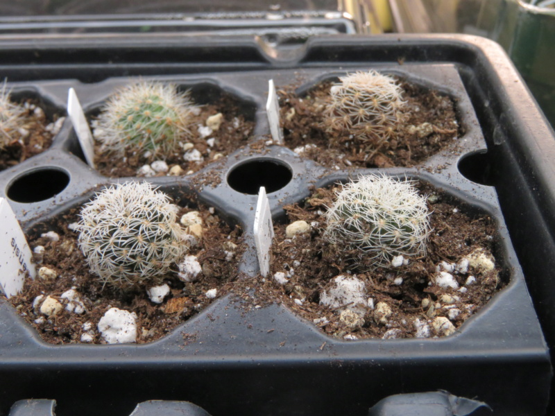 Semis de Sulcorebutia (cactus) Img_5819