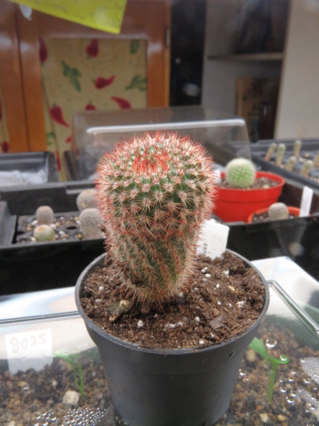 Semis de Notocactus (cactus) Img_5820
