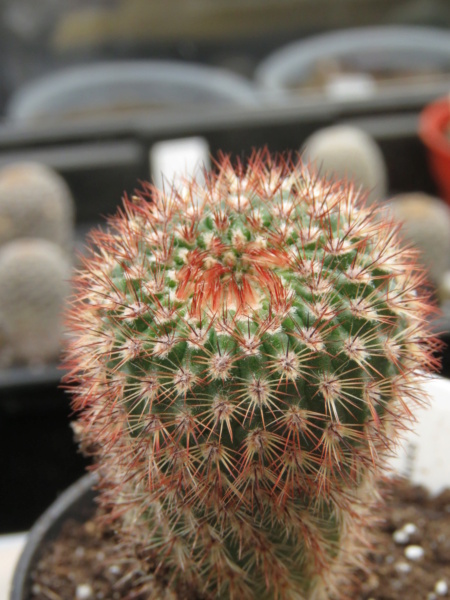 Semis de Notocactus (cactus) Img_5821