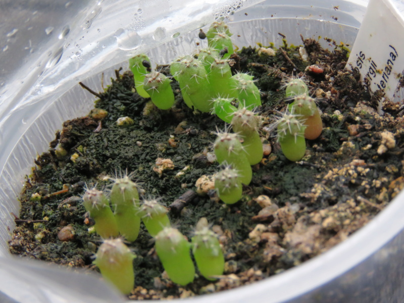 Semis d'Echinopsis (cactus) Img_6051