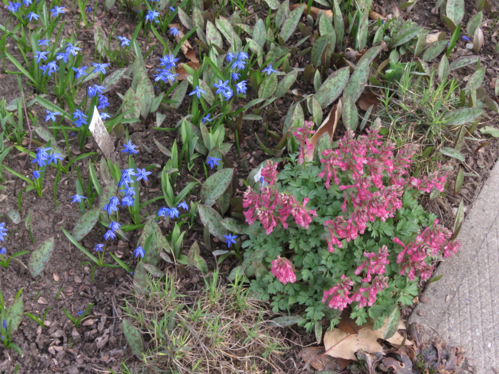 Mai, un mois intense pour les jardiniers que nous sommes... - Page 3 Img_6337