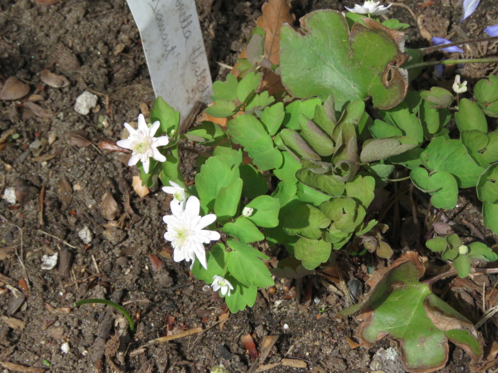 Mai, un mois intense pour les jardiniers que nous sommes... - Page 4 Img_6420