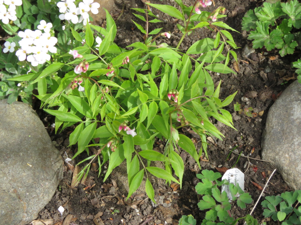Mai, un mois intense pour les jardiniers que nous sommes... - Page 5 Img_6431