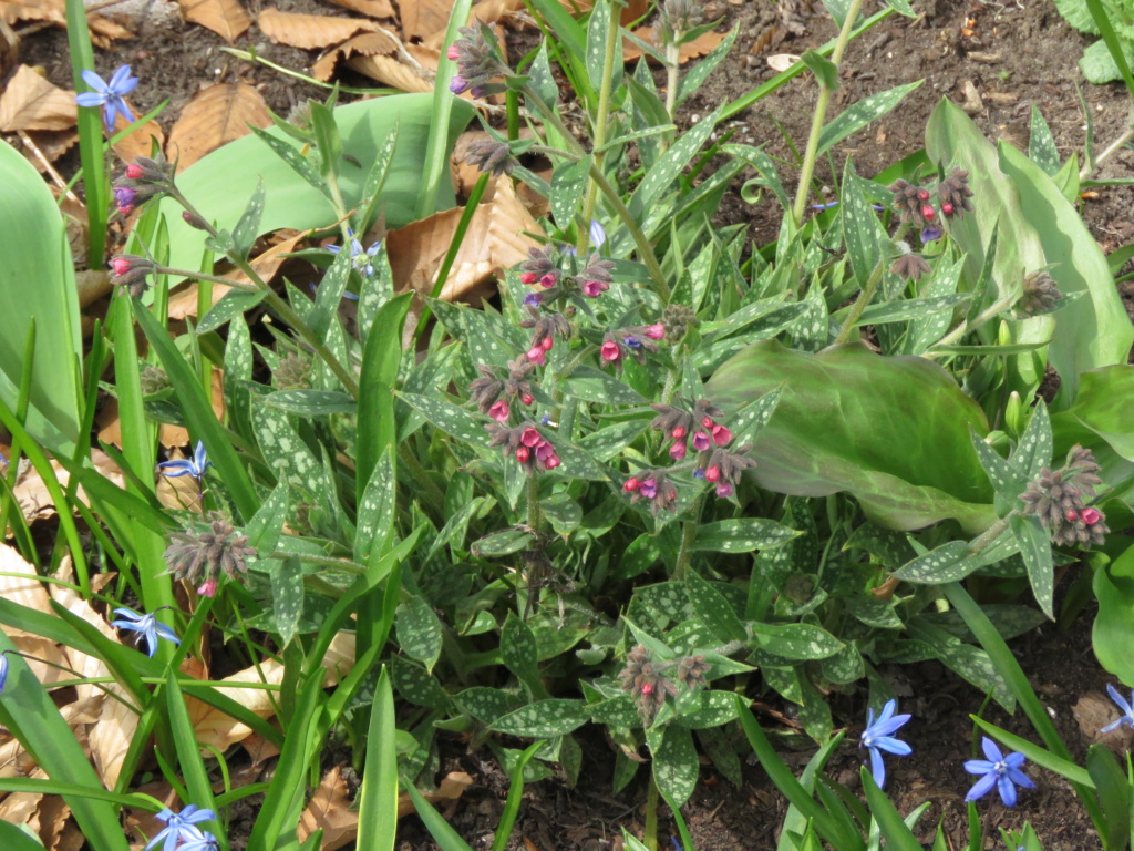 Mai, un mois intense pour les jardiniers que nous sommes... - Page 5 Img_6434
