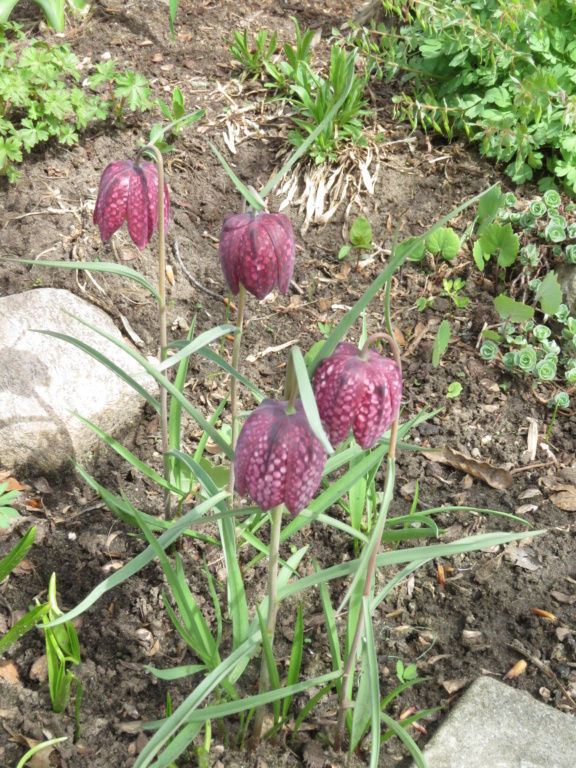 Mai, un mois intense pour les jardiniers que nous sommes... - Page 5 Img_6437