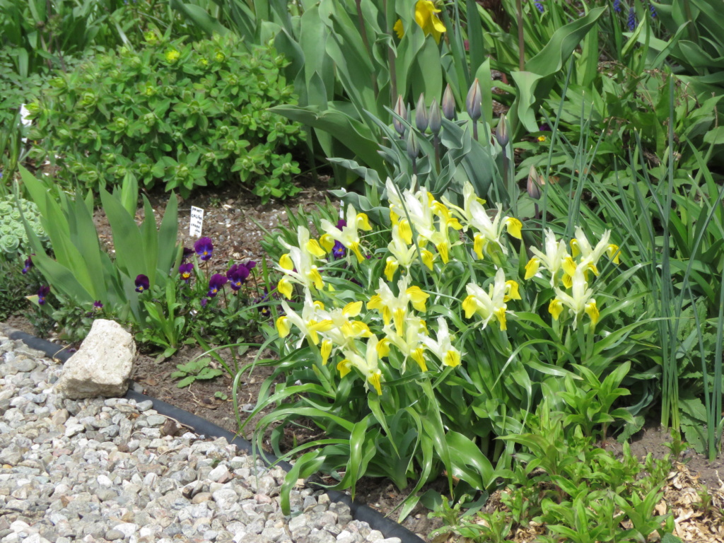 Mai, un mois intense pour les jardiniers que nous sommes... - Page 4 Img_6514