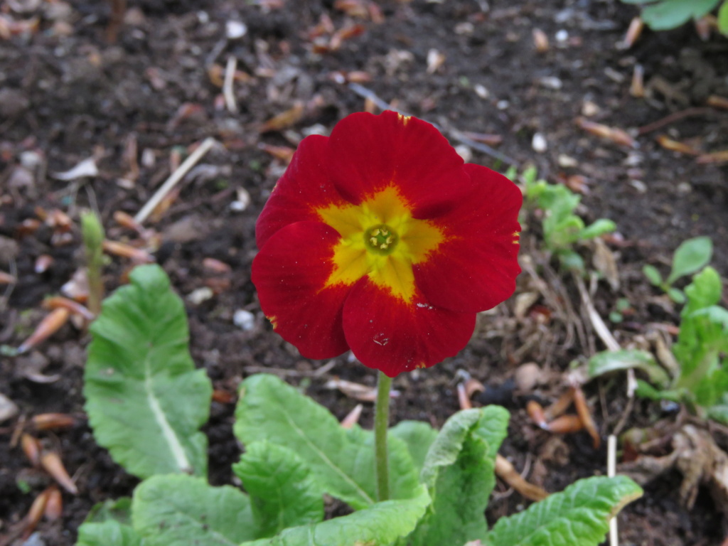 Mai, un mois intense pour les jardiniers que nous sommes... - Page 5 Img_6547