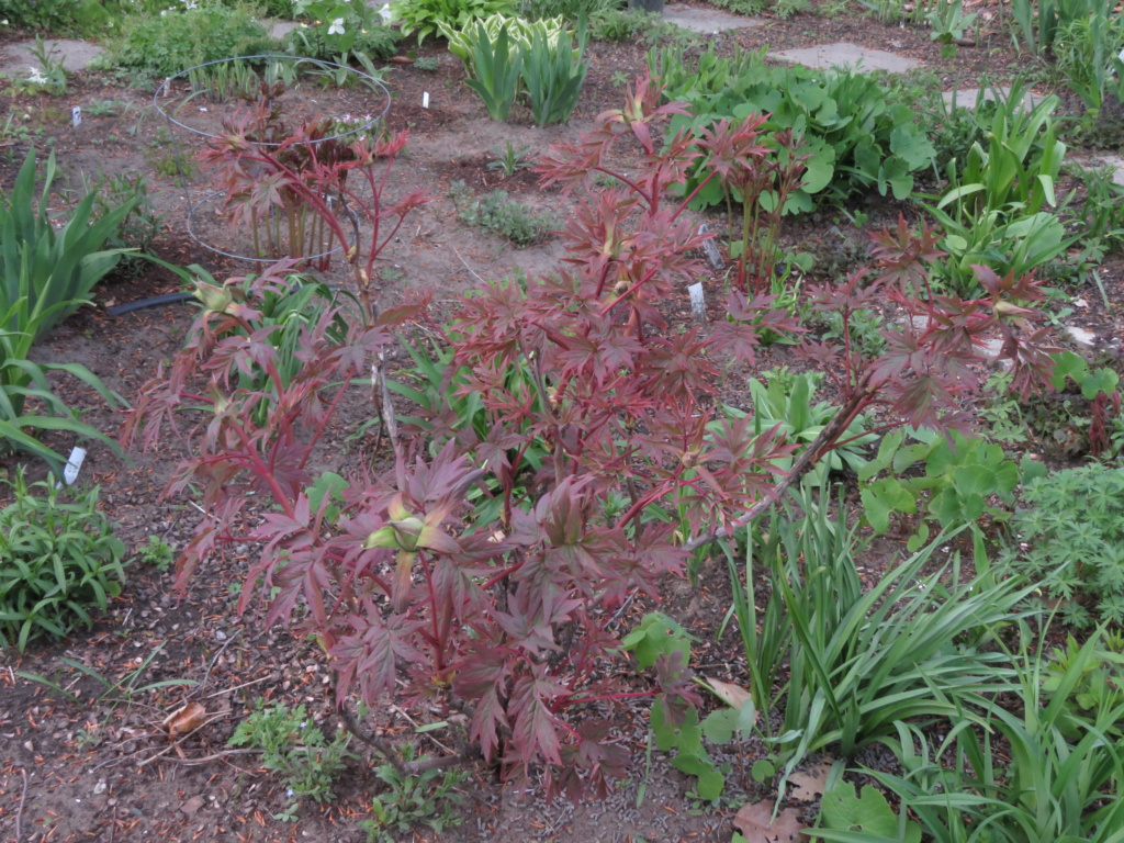 Mai, un mois intense pour les jardiniers que nous sommes... - Page 5 Img_6623
