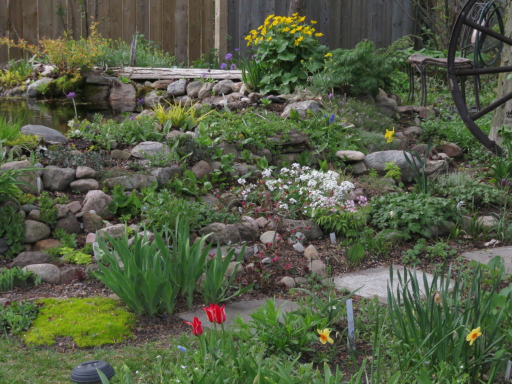 Mai, un mois intense pour les jardiniers que nous sommes... - Page 5 Img_6624