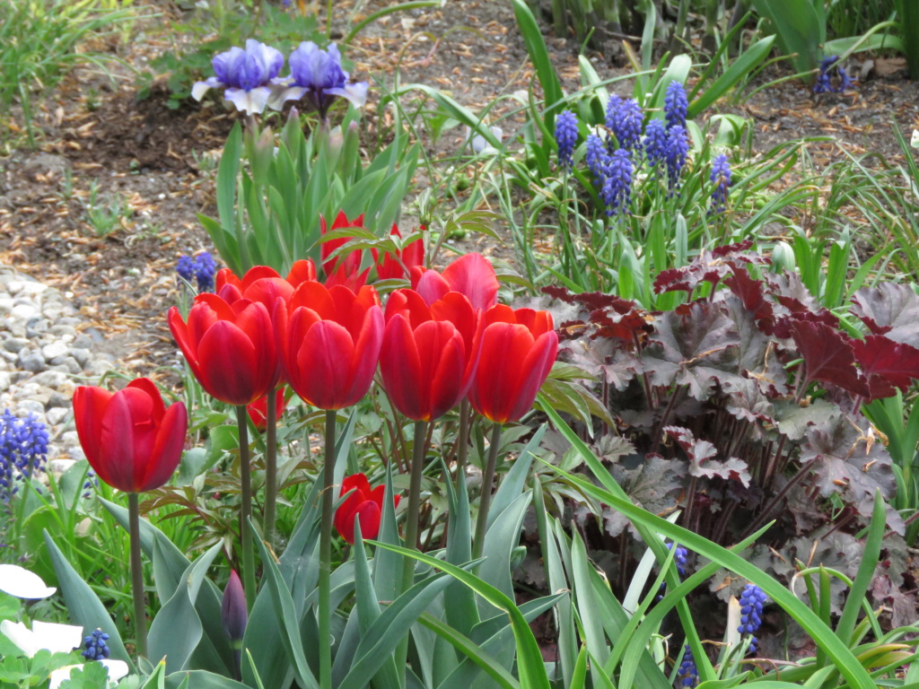 Mai, un mois intense pour les jardiniers que nous sommes... - Page 6 Img_6719