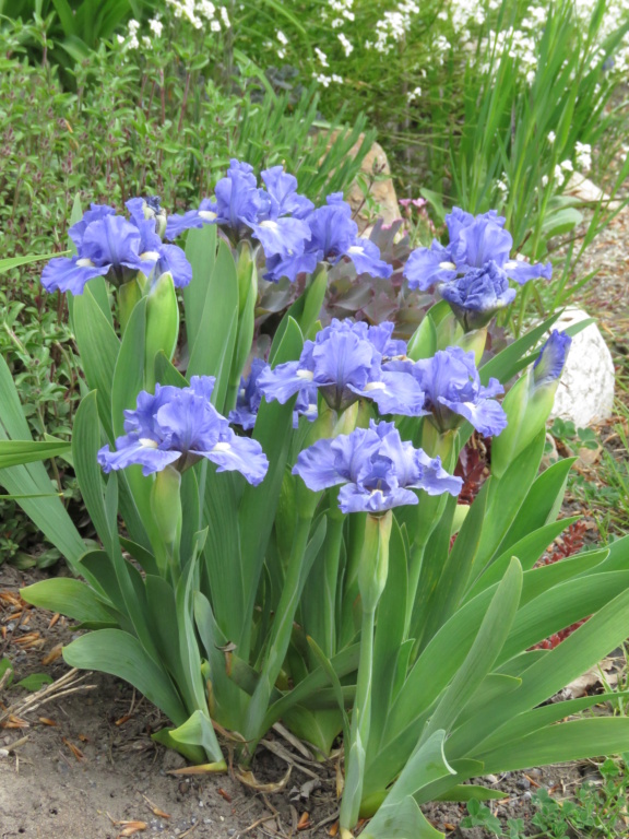 Mai, un mois intense pour les jardiniers que nous sommes... - Page 6 Img_6721