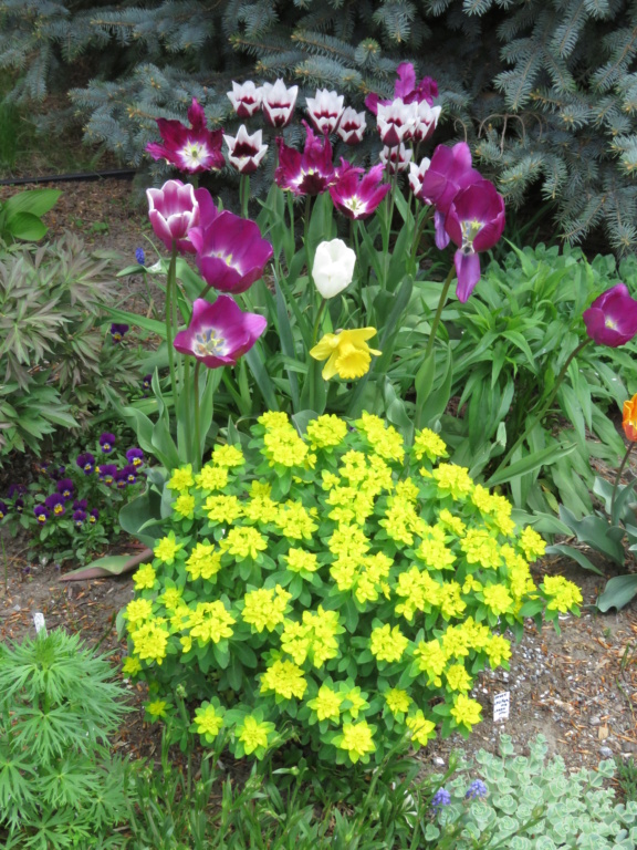 Mai, un mois intense pour les jardiniers que nous sommes... - Page 6 Img_6732