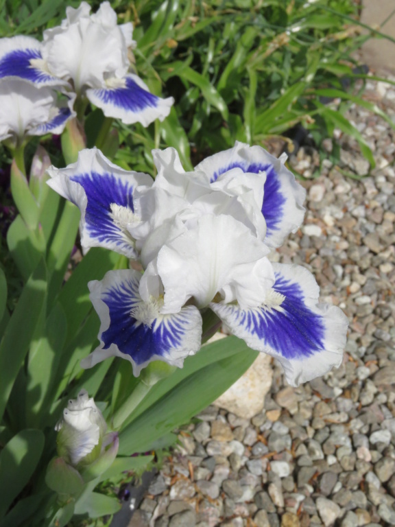 Mai, un mois intense pour les jardiniers que nous sommes... - Page 6 Img_6751