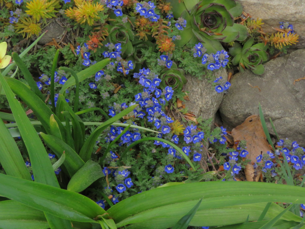 Mai, un mois intense pour les jardiniers que nous sommes... - Page 6 Img_6756