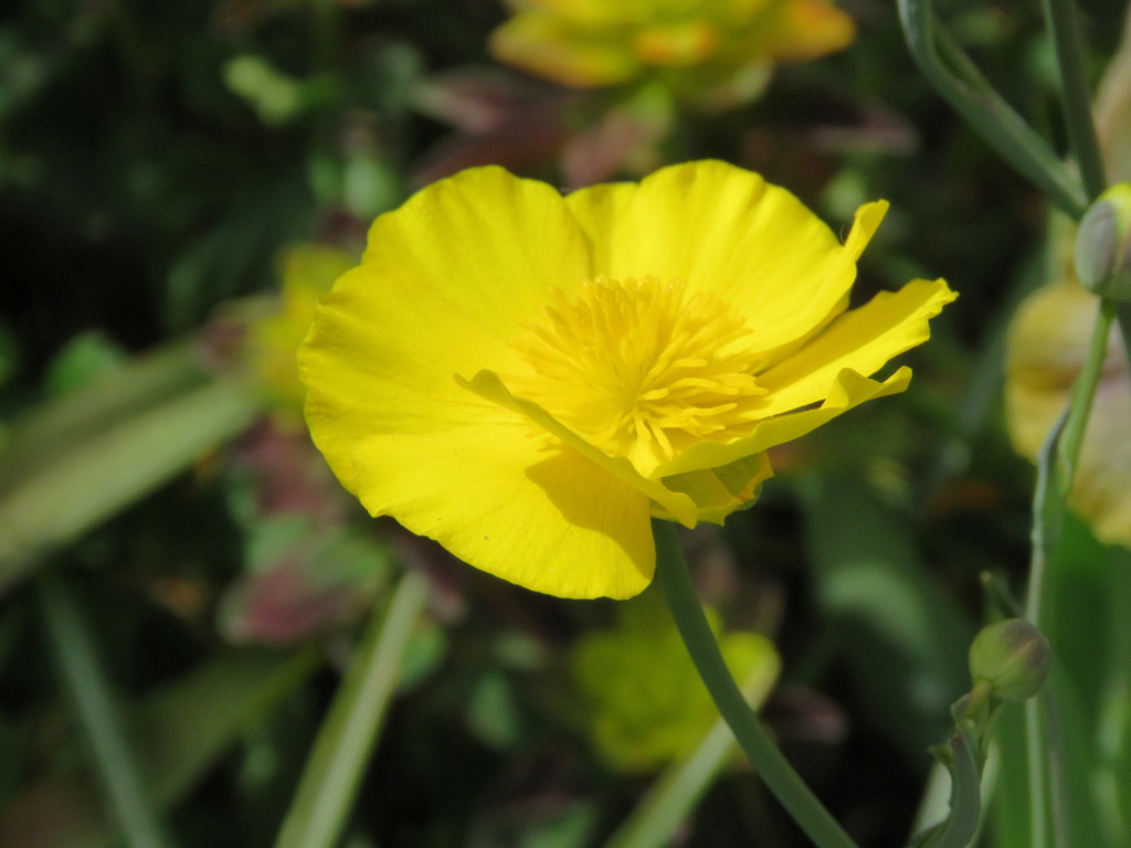 Semis de Ranunculus Img_6758