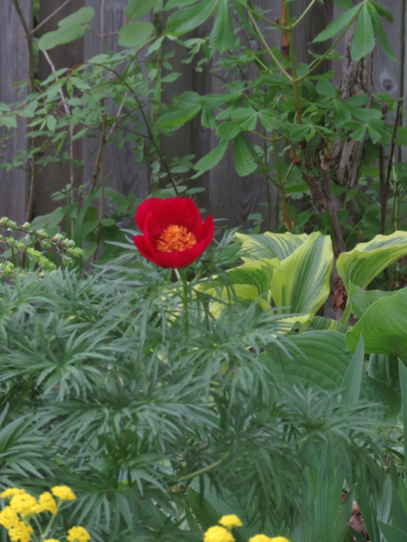 Mai, un mois intense pour les jardiniers que nous sommes... - Page 6 Img_6823