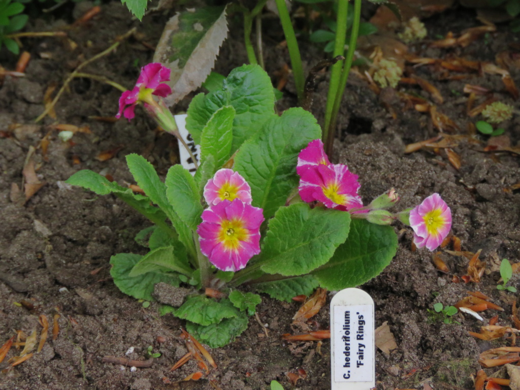 Mai, un mois intense pour les jardiniers que nous sommes... - Page 6 Img_6824