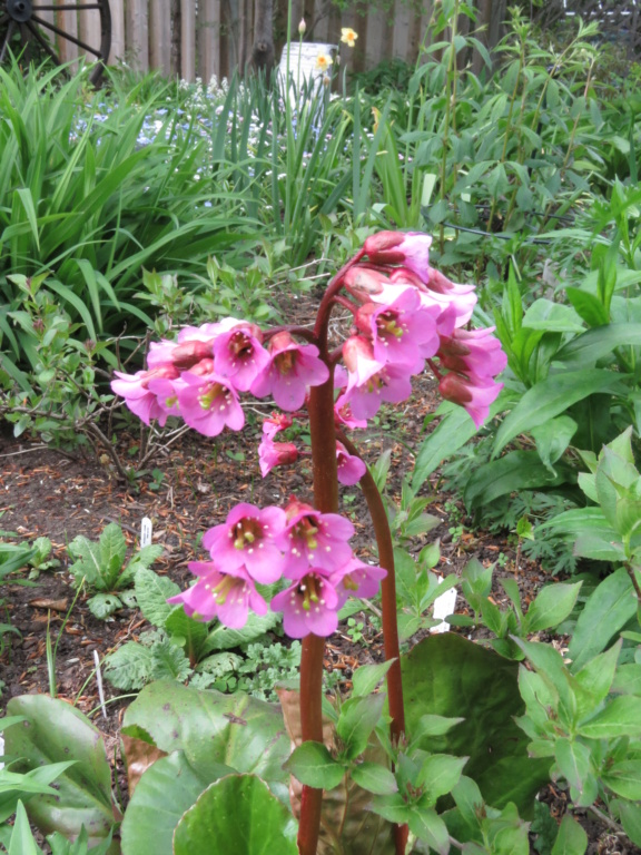 Mai, un mois intense pour les jardiniers que nous sommes... - Page 6 Img_6832
