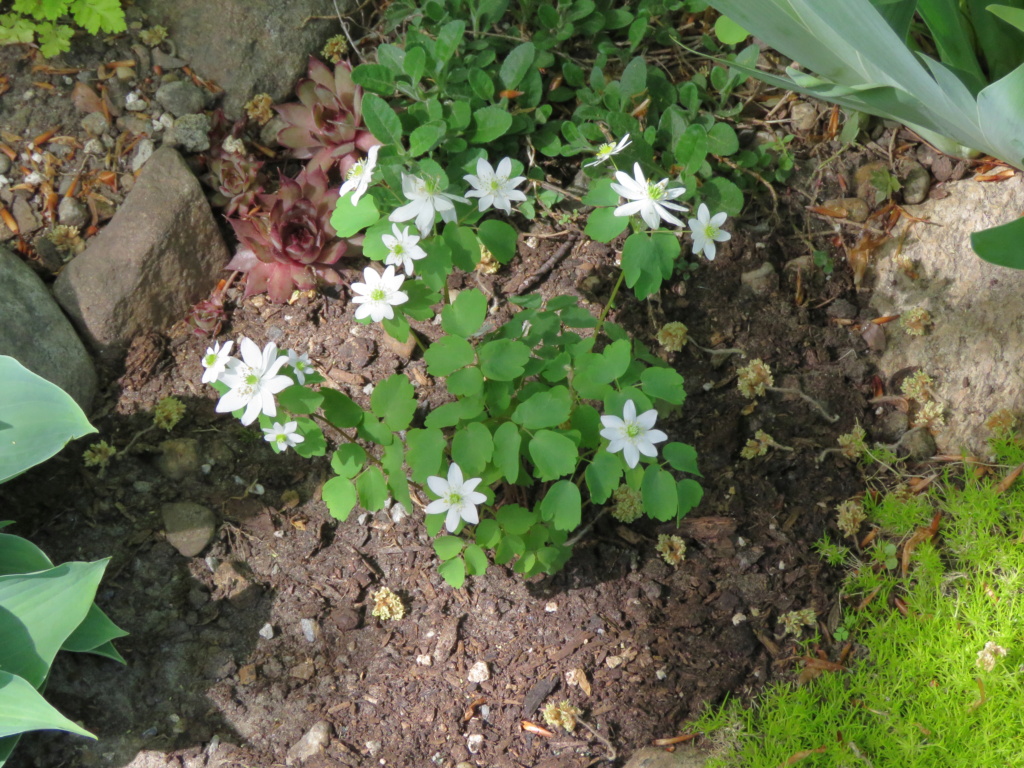 Mai, un mois intense pour les jardiniers que nous sommes... - Page 6 Img_6843