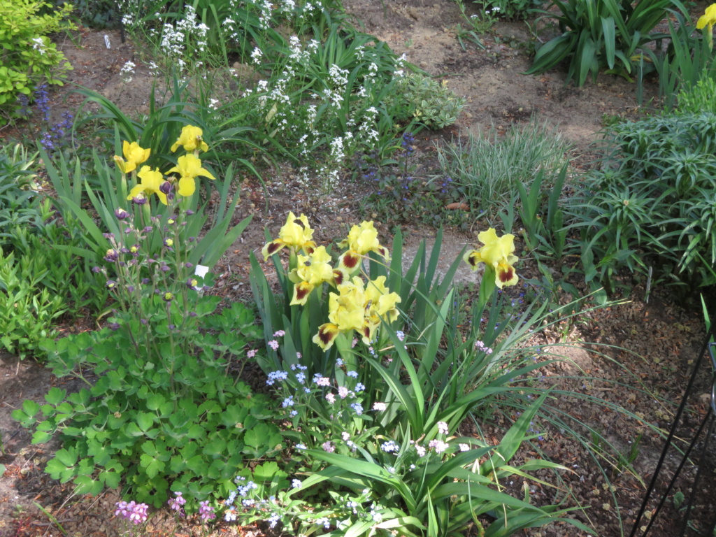Mai, un mois intense pour les jardiniers que nous sommes... - Page 6 Img_6849