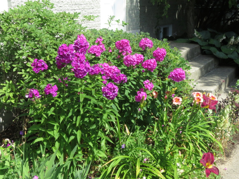 Août chez Grigri, le mois des phlox paniculata... Img_8012